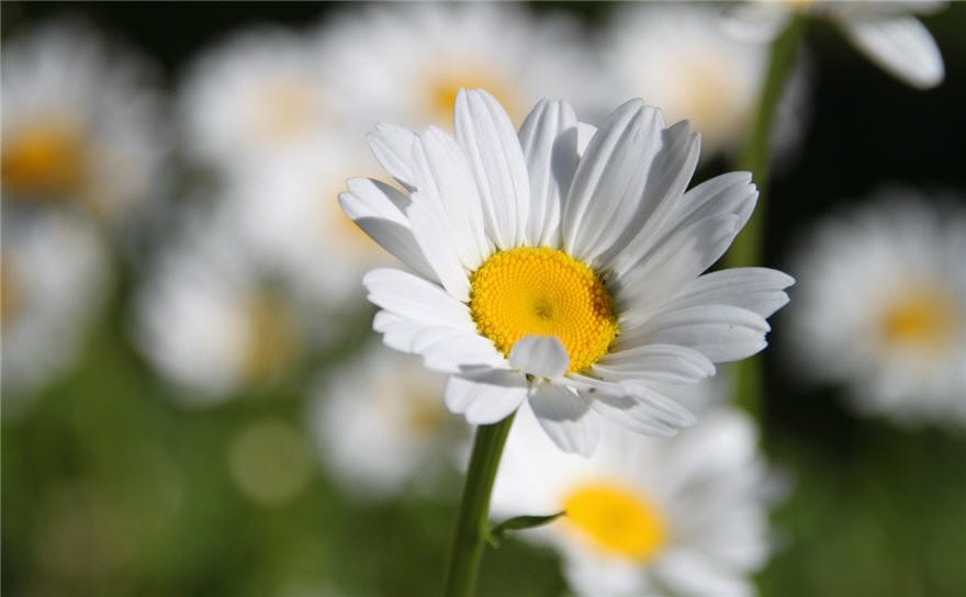 Incognitosis de fin de semana (II)