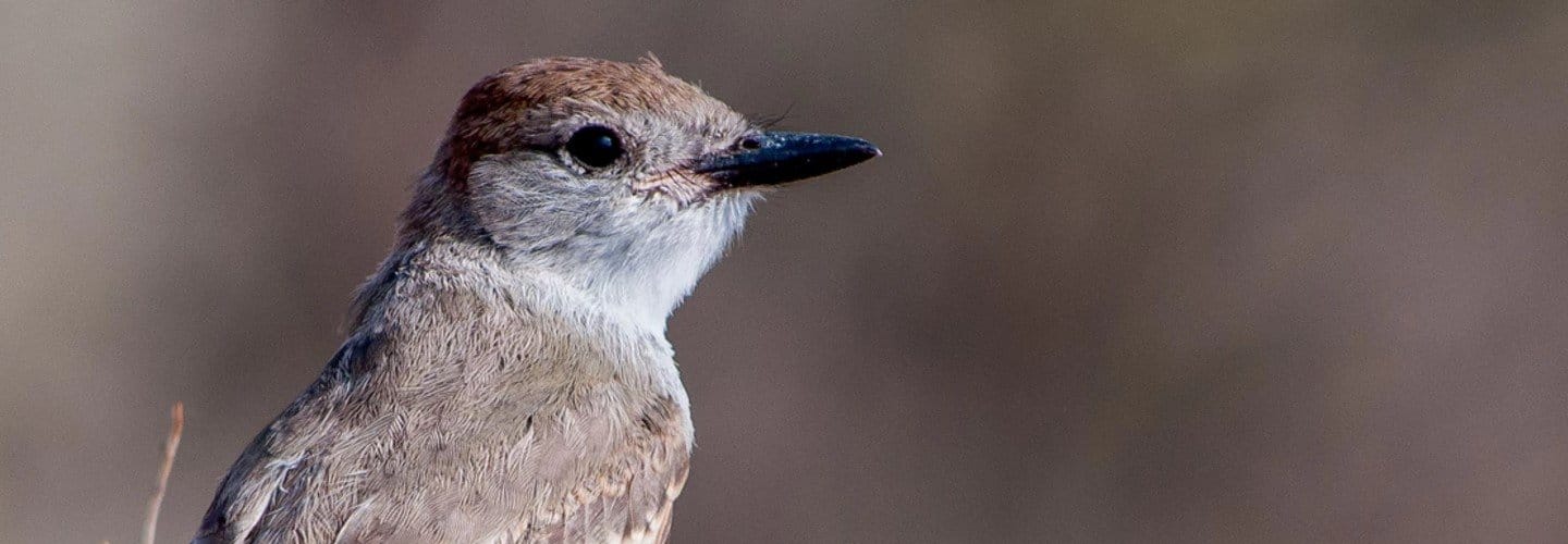 IFs #41 (Incognitosis de Fin de Semana)