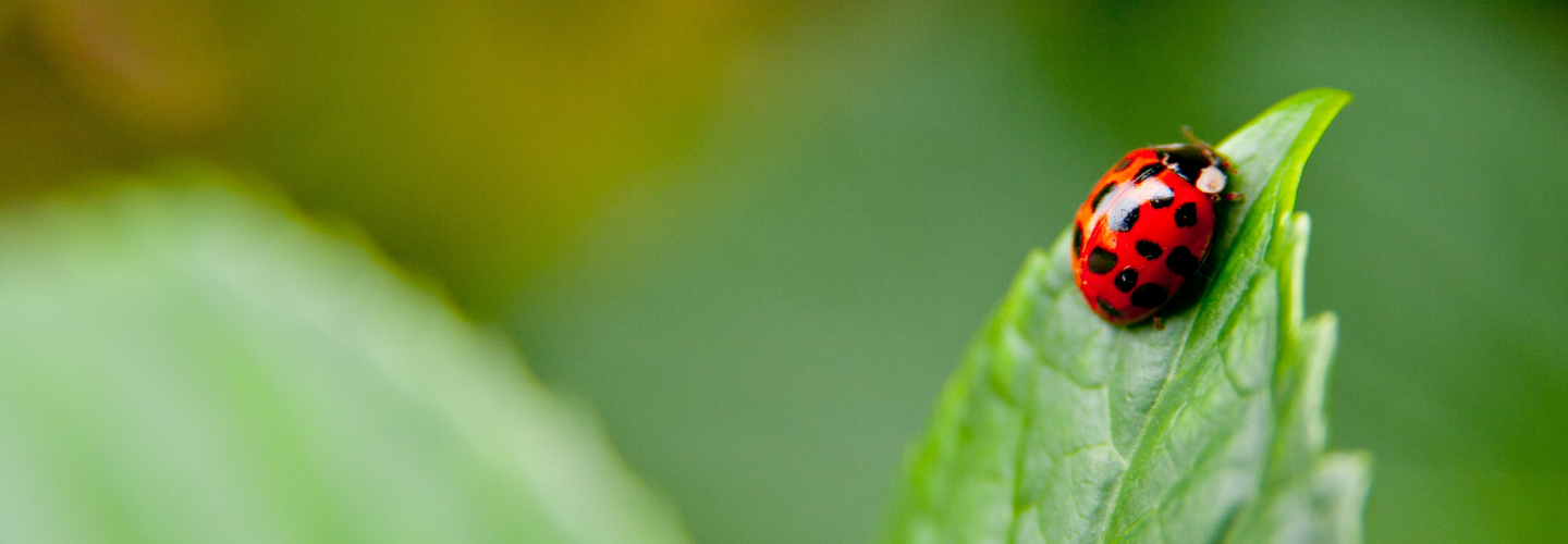 IFs #41 (Incognitosis de Fin de Semana)