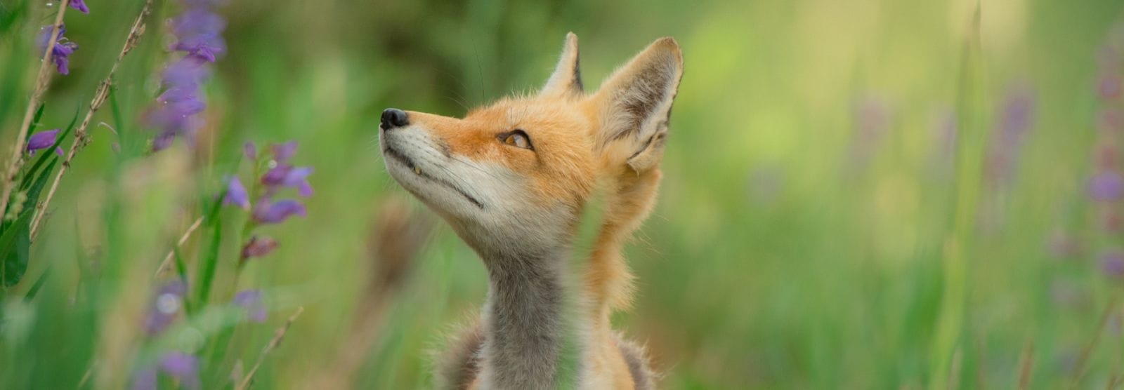 IFs #53 (Incognitosis de Fin de Semana)