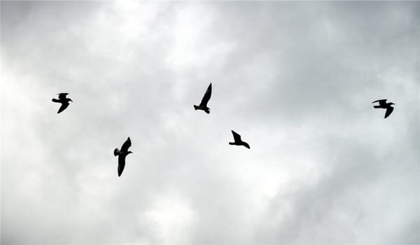 Incognitosis de fin de semana (XIV)