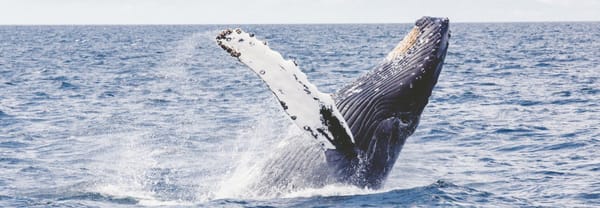 IFs #24 (Incognitosis de Fin de Semana)