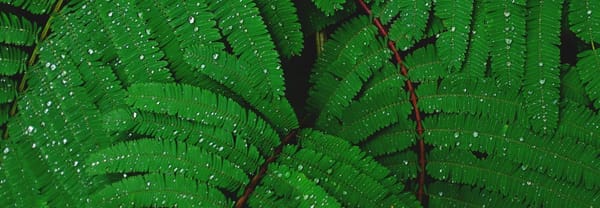 IFs #33 (Incognitosis de Fin de Semana)