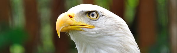 IFs #36 (Incognitosis de Fin de Semana)