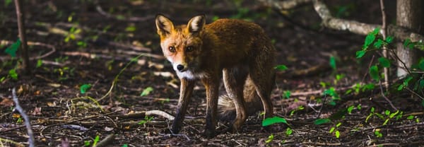 IFs #38 (Incognitosis de Fin de Semana)