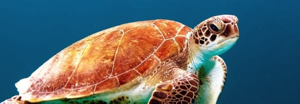 IFs #64 (Incognitosis de Fin de Semana)